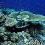 Unesco recommends Great Barrier Reef be listed 'in danger', Australia hints China’s hand