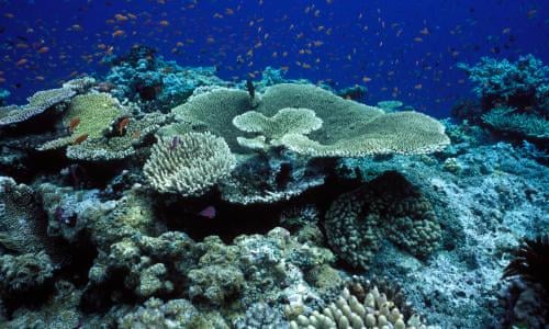 Unesco recommends Great Barrier Reef be listed ‘in danger’, Australia hints China’s hand