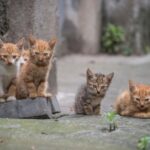 International Cat Day 2021Here's What You Need To Know About The Day Dedicated To Our Feline Friends