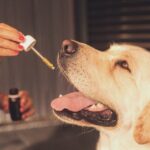 The History of CBD Oil for Dogs