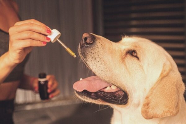 The History of CBD Oil for Dogs