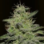 Green Crack feminized seeds