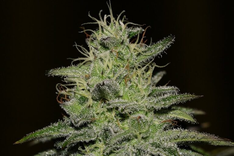 Green Crack feminized seeds