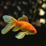 All Information About Goldfish