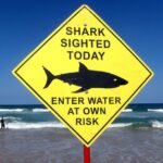 Sydney Beaches Close After First Fatal Shark Attack In 60 Years