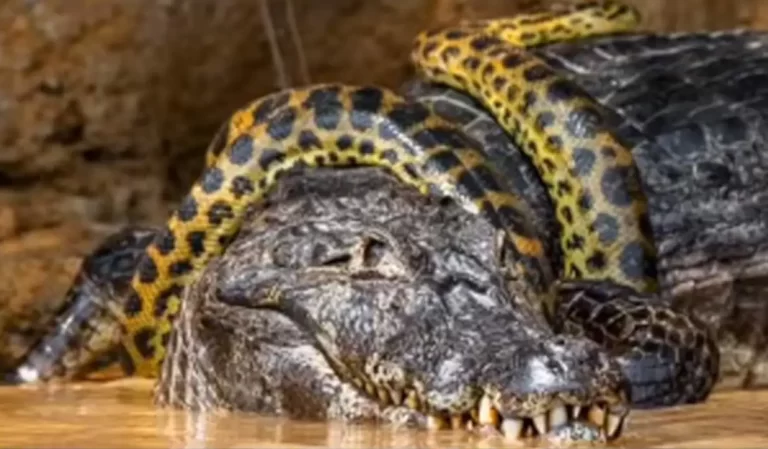 Viral Video Shows Giant Anaconda Wrapped Around Alligator, Brutal Fight For Survival Shocks Internet