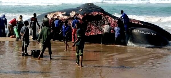 Blue Whale Bitten in half – What is behind of This Real Story