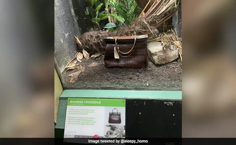 Viral Photo: London Zoo Places Crocodile Skin Handbag In Enclosure, Internet Shocked