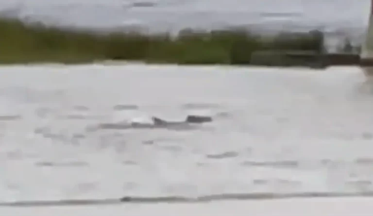 Viral Video Shows Sharks Swimming In Flooded Streets Of Fort Myers Amid Hurricane Ian