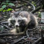 Are raccoon dogs actually dogs? New COVID-19 testing spotlights animal sometimes sold at Wuhan market