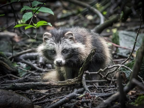 Are raccoon dogs actually dogs? New COVID-19 testing spotlights animal sometimes sold at Wuhan market